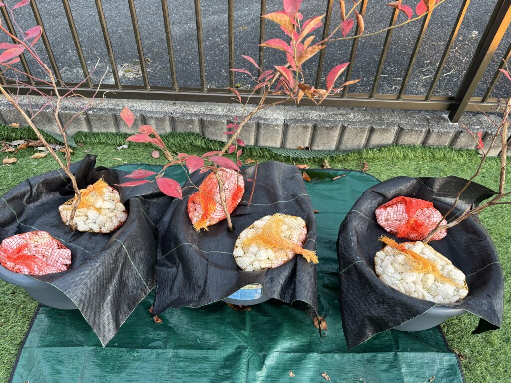 ブルーベリー菜園　虫対策