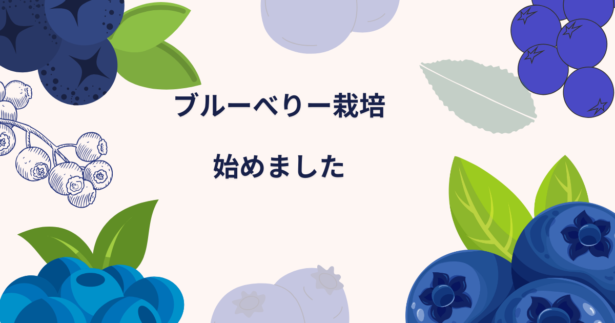 【初心者】ブルーベリー栽培　始めました